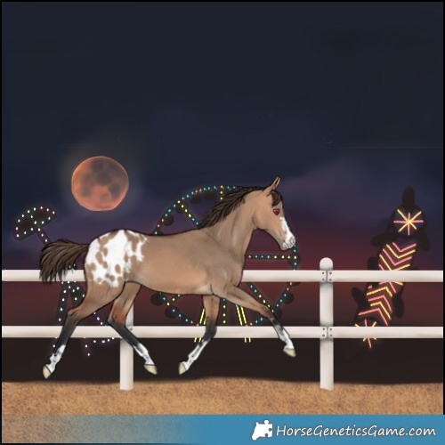 Horse Color:Bay Dun Blanket 