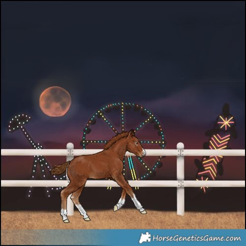 Horse Color:Gray Chestnut