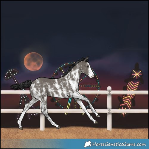 Horse Color:Grullo Sabino
