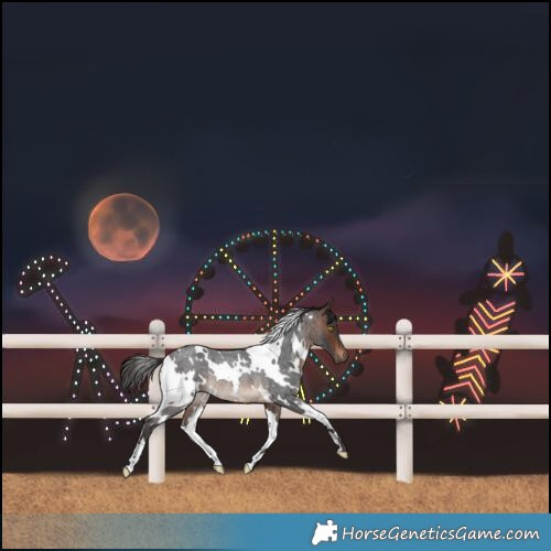 Horse Color:White Spotted Brown Roan Rabicano