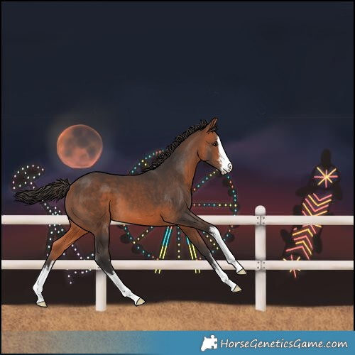 Horse Color:White Spotted Bay