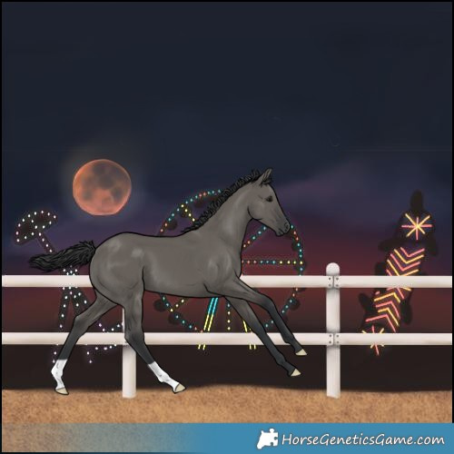 Horse Color:Grullo
