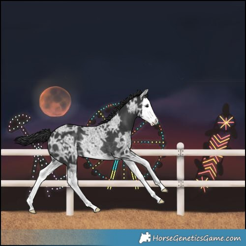 Horse Color:Black Ice Splash Rabicano