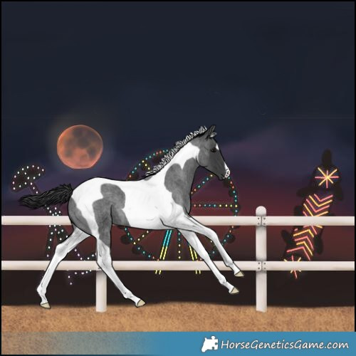 Horse Color:Blue Roan Tobiano 