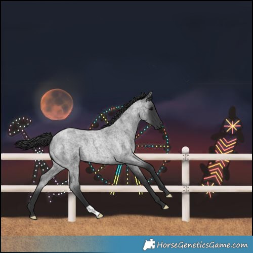 Horse Color:Blue Roan Rabicano