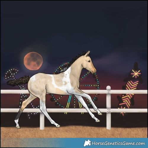 Horse Color:Buckskin Ice Dun Tobiano 