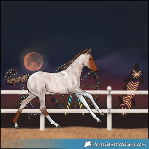 Horse Color:Red Roan Tobiano