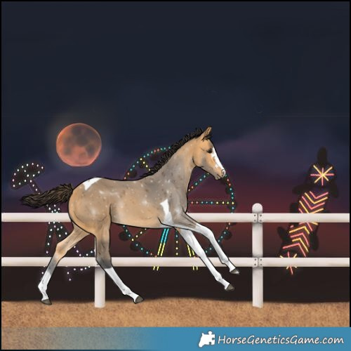 Horse Color:Buckskin Tobiano