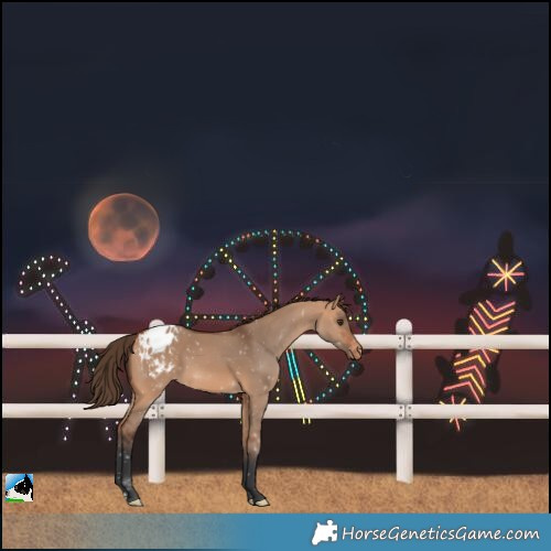 Horse Color:Bay Dun Blanket