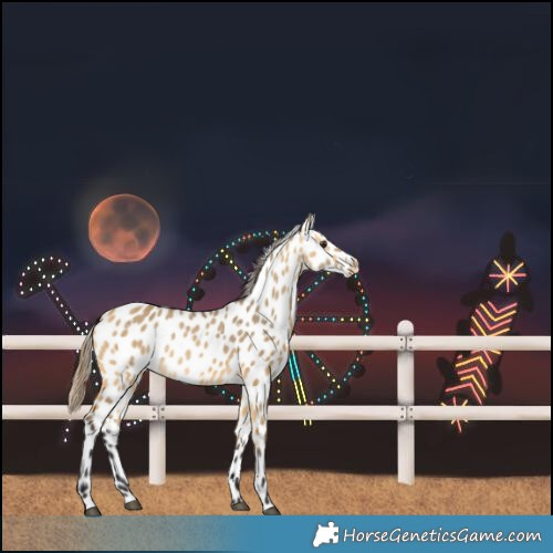 Horse Color:Buckskin Dun Leopard 