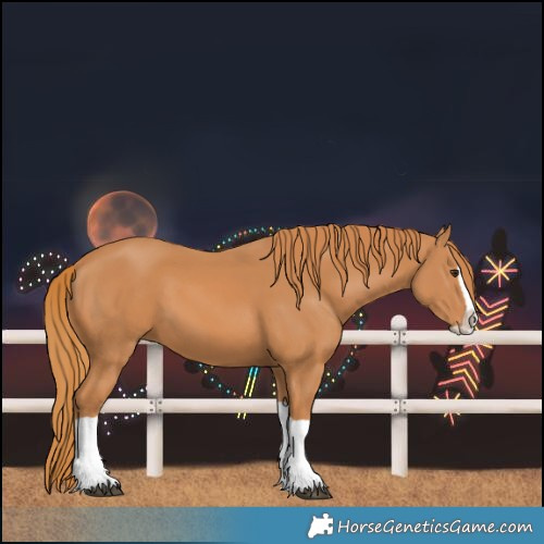 Horse Color:Chestnut Splash 