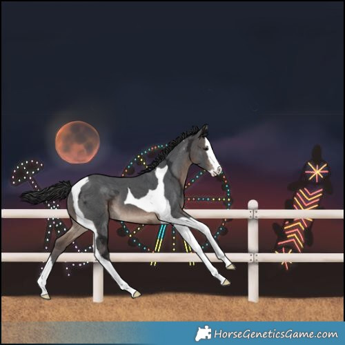 Horse Color:Brown Ice Splash Tobiano Rabicano 