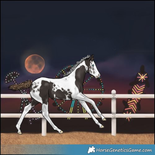 Horse Color:Liver Chestnut Splash Tobiano