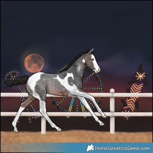 Horse Color:Brown Ice Splash Tobiano Rabicano