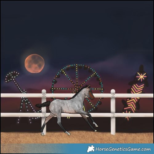 Horse Color:Bay Roan