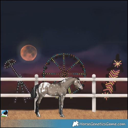 Horse Color:White Spotted Brown Dun Sabino Blanket 
