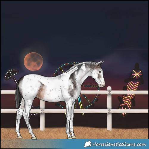 Horse Color:White Spotted Brown Tobiano 