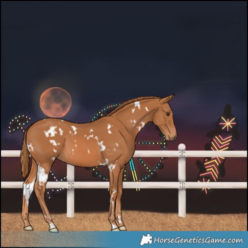 Horse Color:White Spotted Chestnut 