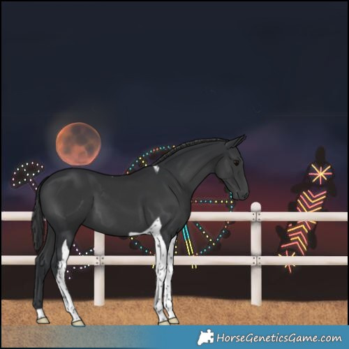 Horse Color:Black Tobiano 