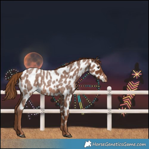 Horse Color:Red Roan Near Leopard 