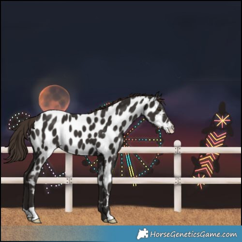 Horse Color:Liver Chestnut Near Leopard 