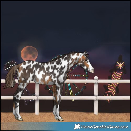 Horse Color:Buckskin Leopard Rabicano