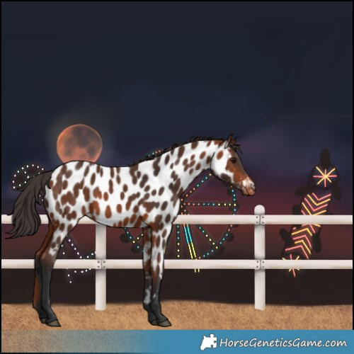 Horse Color:Bay Near Leopard