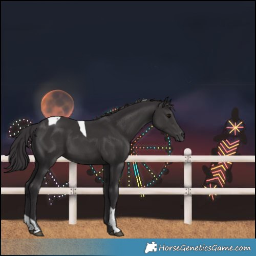 Horse Color:Smoky Black Tobiano