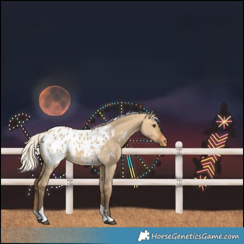 Horse Color:Silver Buckskin Dun Tobiano Blanket Rabicano 