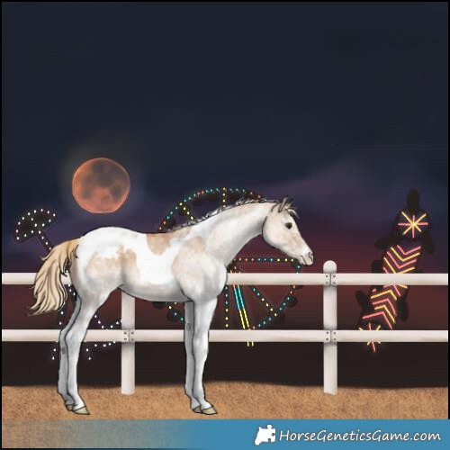 Horse Color:White Spotted Red Dun Tobiano Varnish Rabicano 