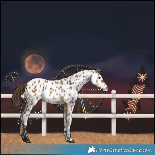 Horse Color:Buckskin Near Leopard