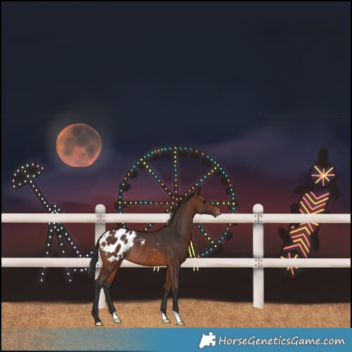 Horse Color:Brown Blanket Rabicano