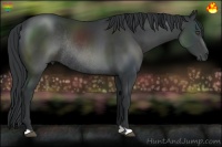 Horse Color:Black Rabicano 