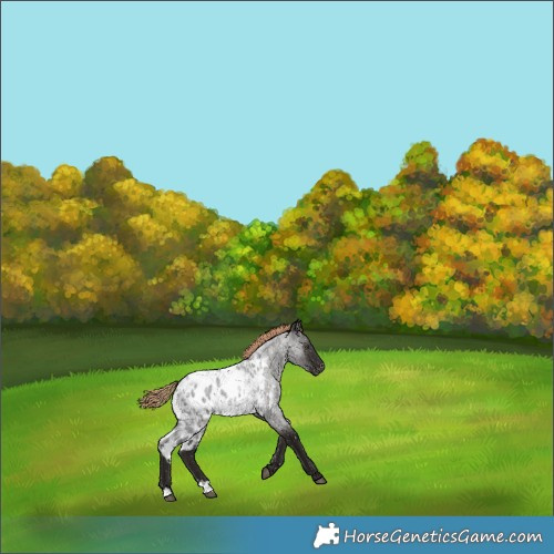 Horse Color:Liver Red Roan Skewed LP Spotted