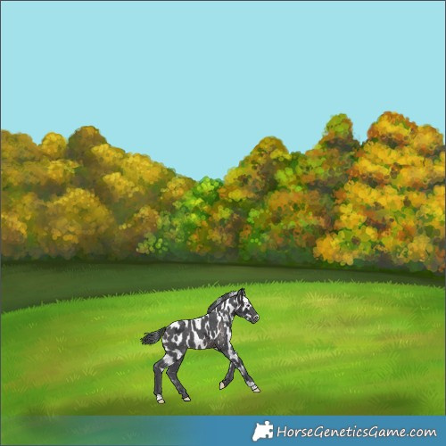 Horse Color:Brown Merle Skewed LP Spotted