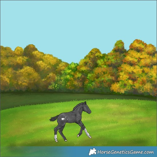 Horse Color:Black Merle Skewed LP Spotted