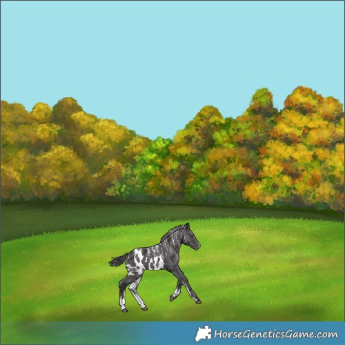 Horse Color:Powder White Smoky Black Merle Skewed LP Spotted 