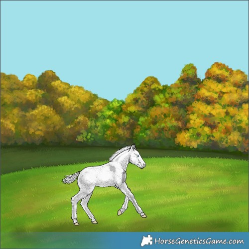 Horse Color:Brown Merle Tobiano 