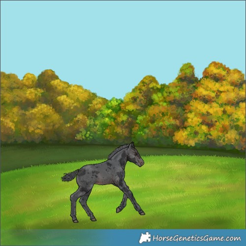 Horse Color:Brown Merle 
