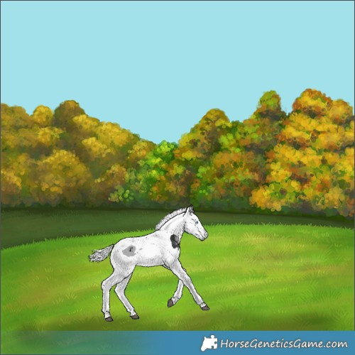 Horse Color:Brown Merle Tobiano 