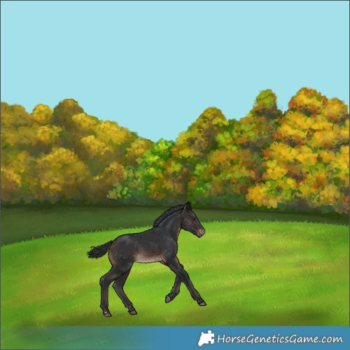 Horse Color:Brown 