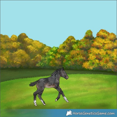 Horse Color:Brown Merle 