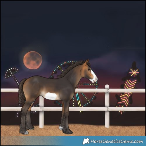 Horse Color:Buckskin Frame 