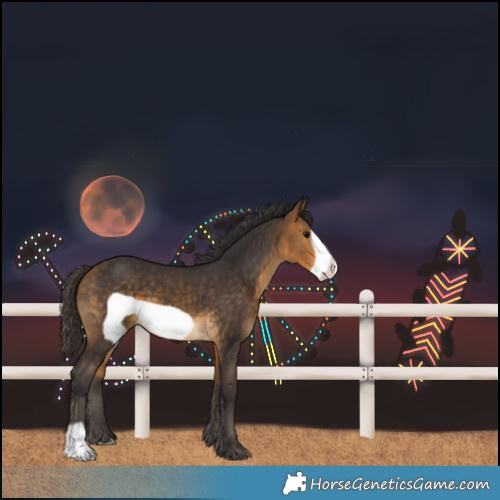 Horse Color:Buckskin Frame