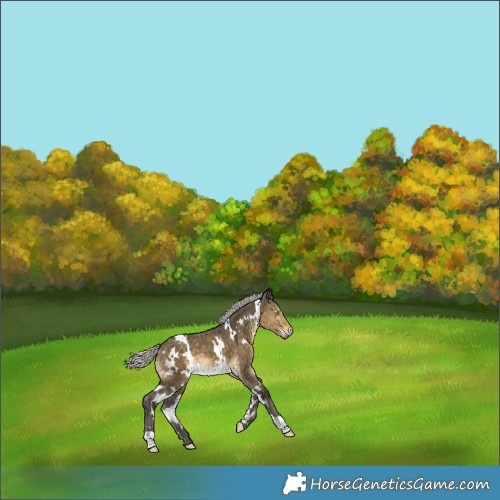 Horse Color:White Spotted Silver Buckskin Dun 