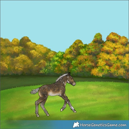 Horse Color:White Spotted Silver Buckskin 