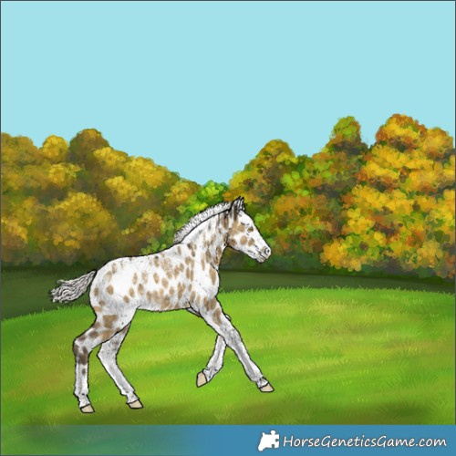 Horse Color:Powder White Silver Buckskin Dun Leopard Rabicano