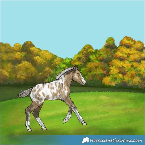 Horse Color:Powder White Silver Buckskin Dun Near Leopard 