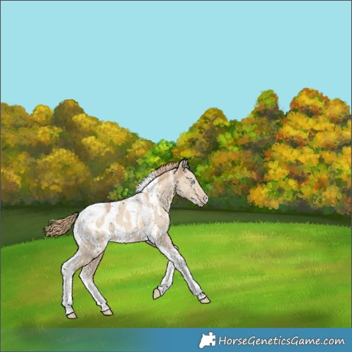 Horse Color:Powder White Perlino Dun Tobiano Near Leopard 