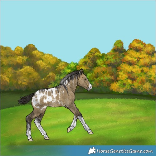 Horse Color:Powder White Buckskin Dun Near Leopard 
